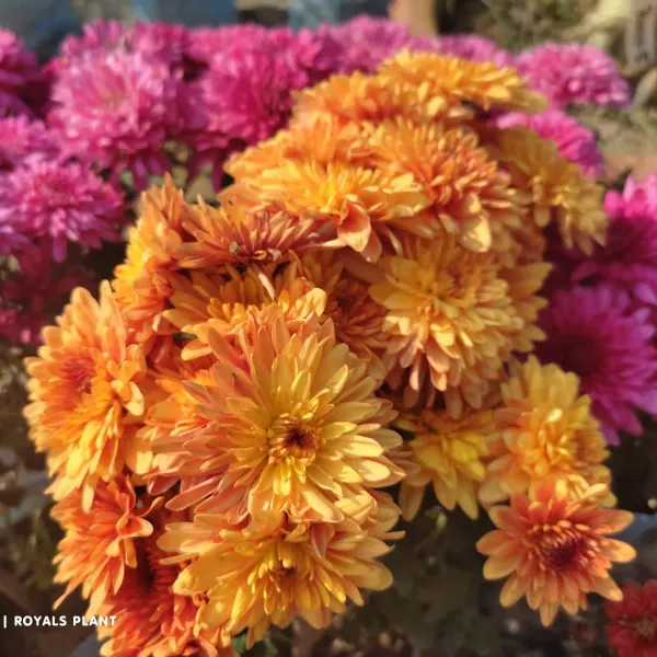 Chrysanthemum_Chandramallika_Flower_Plant_Orange