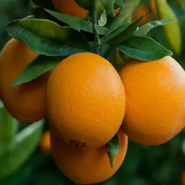Ixora_Washington_Navel_Orange_Grafted_Lemon_Fruit_Plant