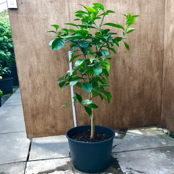 Ixora_Washington_Navel_Orange_Grafted_Lemon_Fruit_Plant