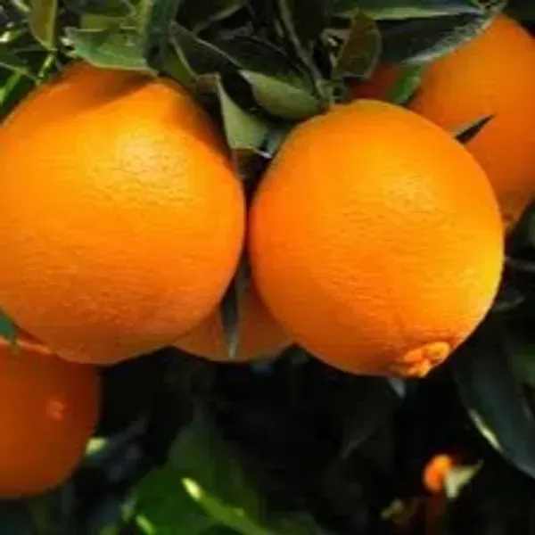Ixora_Washington_Navel_Orange_Grafted_Lemon_Fruit_Plant