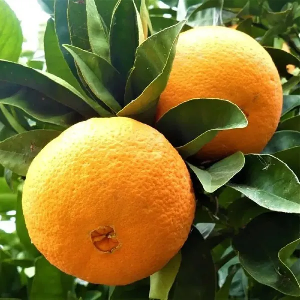 Ixora_Washington_Navel_Orange_Grafted_Lemon_Fruit_Plant