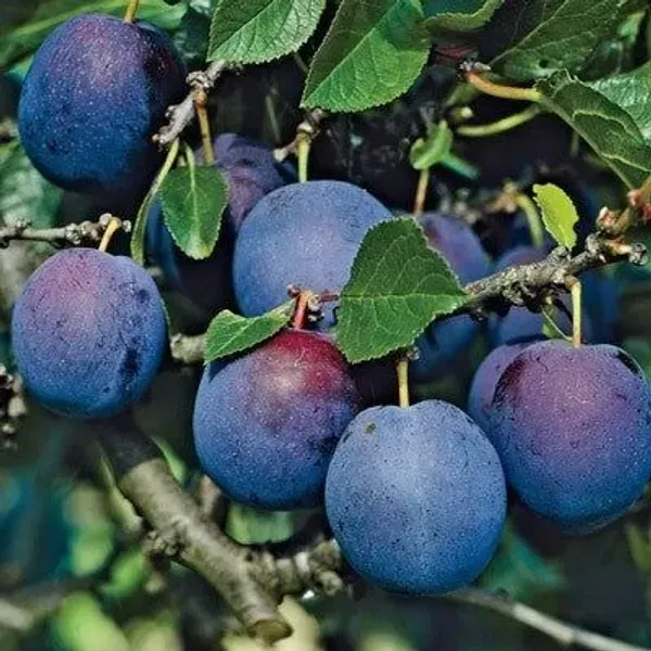 Dwarf_Aalu_Bukhara_Plum_Grafted_Hybrid_Fruit_Plant