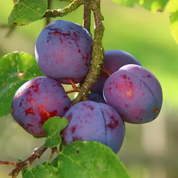 Dwarf_Aalu_Bukhara_Plum_Grafted_Hybrid_Fruit_Plant
