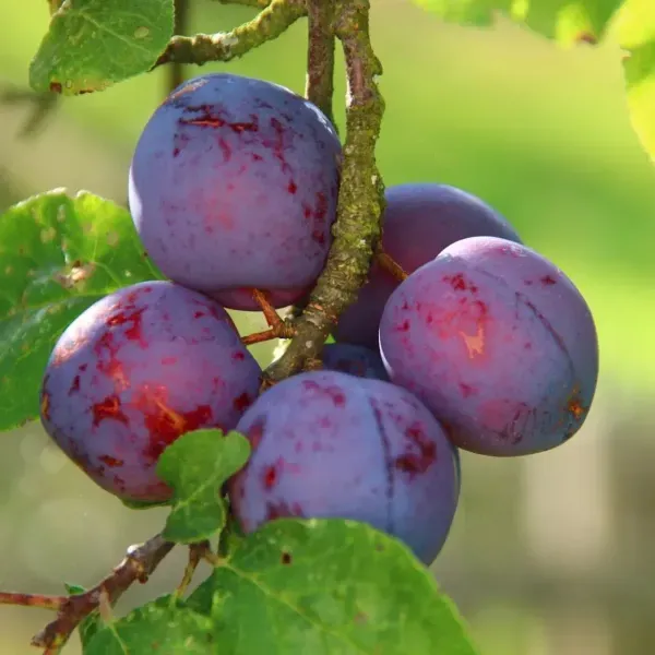 Dwarf_Aalu_Bukhara_Plum_Grafted_Hybrid_Fruit_Plant