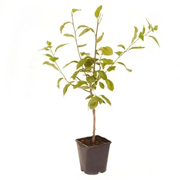 Dwarf_Aalu_Bukhara_Plum_Grafted_Hybrid_Fruit_Plant