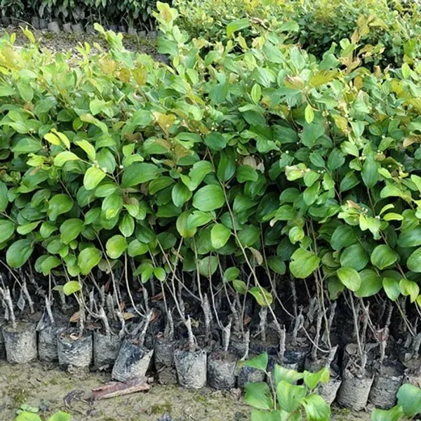 Coconut_Apple_Ber_Grafted_Hybrid_Fruit_Plant