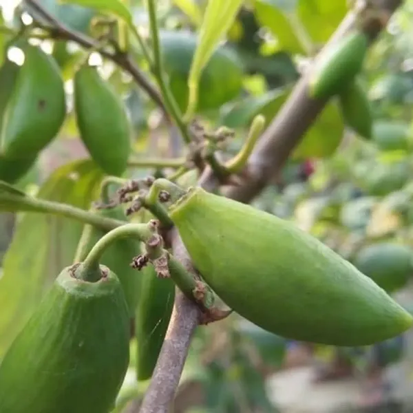 Coconut_Apple_Ber_Grafted_Hybrid_Fruit_Plant
