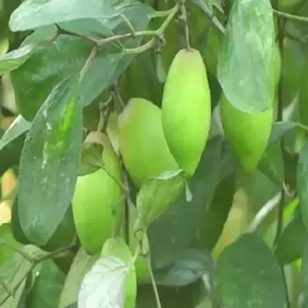Coconut_Apple_Ber_Grafted_Hybrid_Fruit_Plant