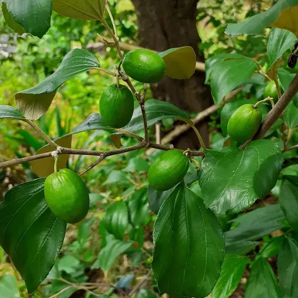 Coconut_Apple_Ber_Grafted_Hybrid_Fruit_Plant