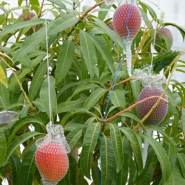 Miyazaki_Mango_Grafted_Fruit_Plant