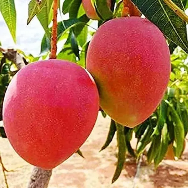 Miyazaki_Mango_Grafted_Fruit_Plant
