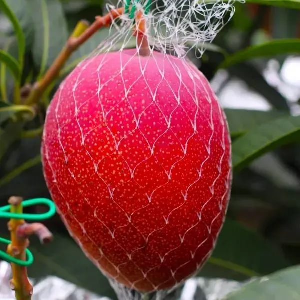 Miyazaki_Mango_Grafted_Fruit_Plant