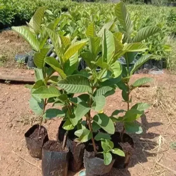 Golden_8_Guava_Grafted_Hybrid_Fruit_Plant