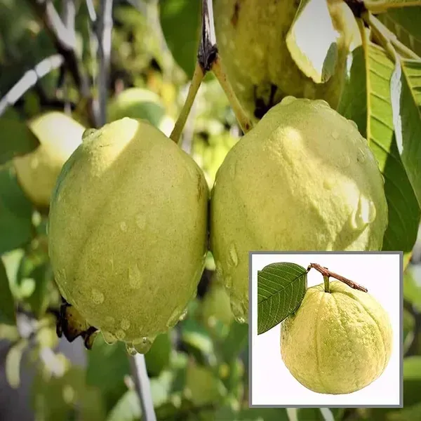 Golden_8_Guava_Grafted_Hybrid_Fruit_Plant