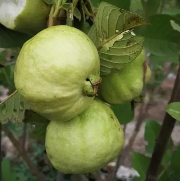 Golden_8_Guava_Grafted_Hybrid_Fruit_Plant