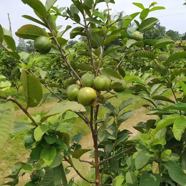 Golden_8_Guava_Grafted_Hybrid_Fruit_Plant