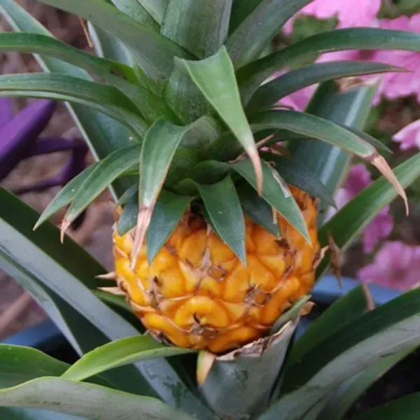 Thai_Variety_Yellow_Pineapple_Fruit_Plant