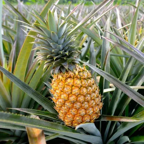 Thai_Variety_Yellow_Pineapple_Fruit_Plant