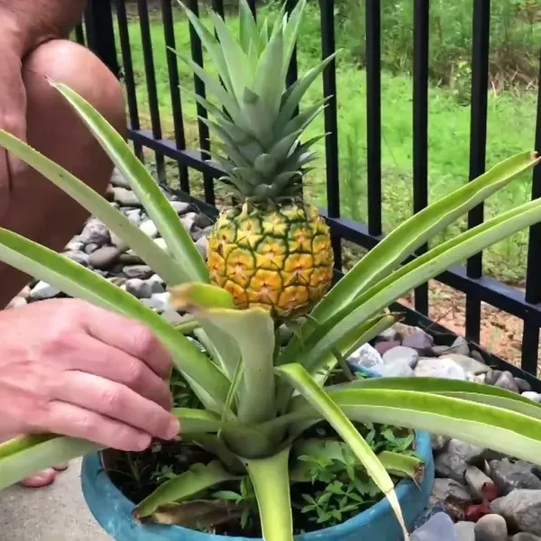 Thai_Variety_Yellow_Pineapple_Fruit_Plant