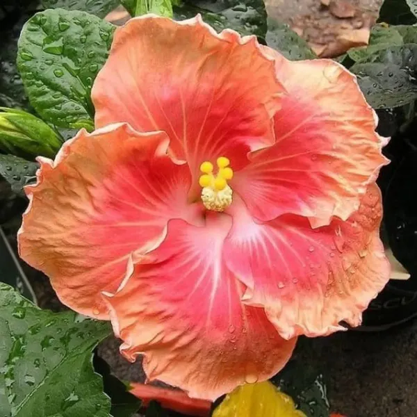 Australian_Variety_Grafted_Hibiscus_Flower_Plant