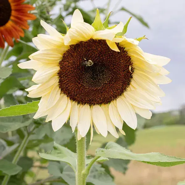 Sun_Flower_Live_Plant_White