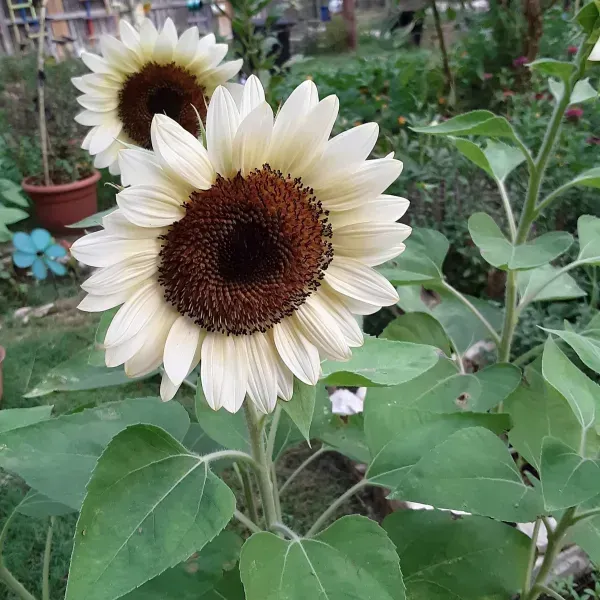 Sun_Flower_Live_Plant_White