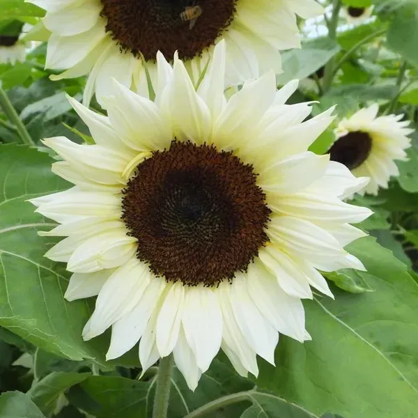 Sun_Flower_Live_Plant_White