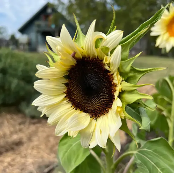 Sun_Flower_Live_Plant_White