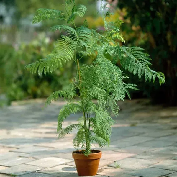 Jacaranda_Mimosifolia_Flower_Plant