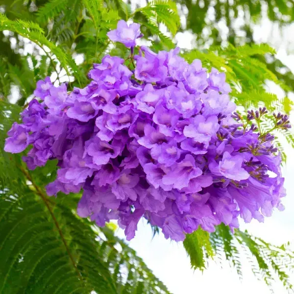 Jacaranda_Mimosifolia_Flower_Plant