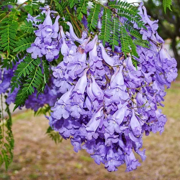 Jacaranda_Mimosifolia_Flower_Plant
