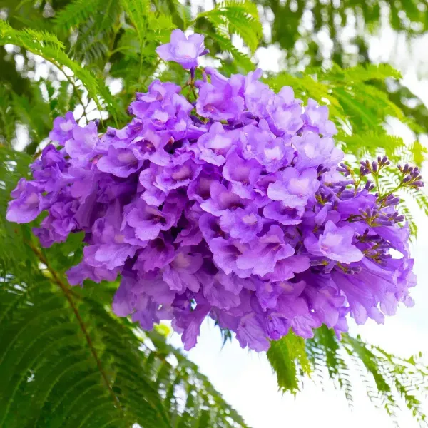 Jacaranda_Mimosifolia_Flower_Plant