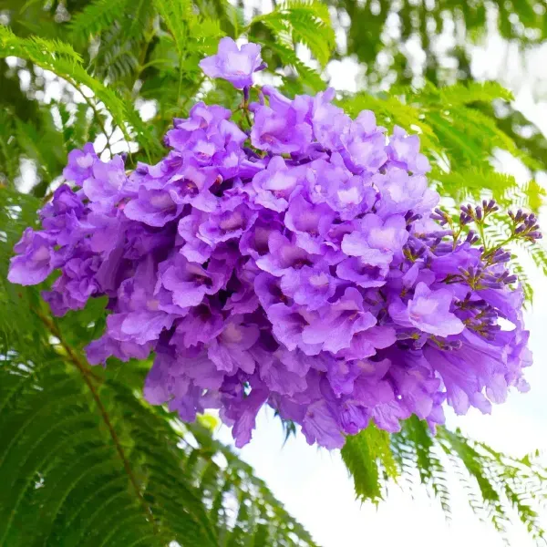 Jacaranda_Mimosifolia_Flower_Plant