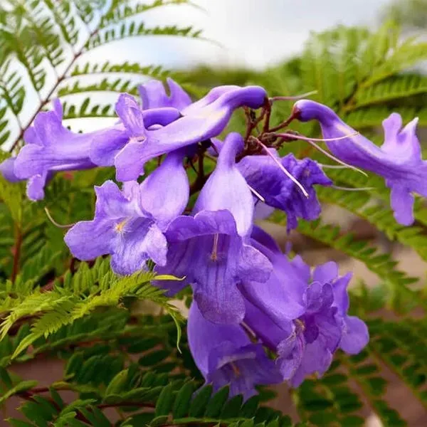 Jacaranda_Mimosifolia_Flower_Plant