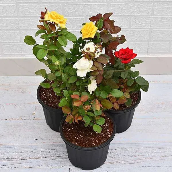 Rose_Flower_Plant_Combo_Pack_Of_3