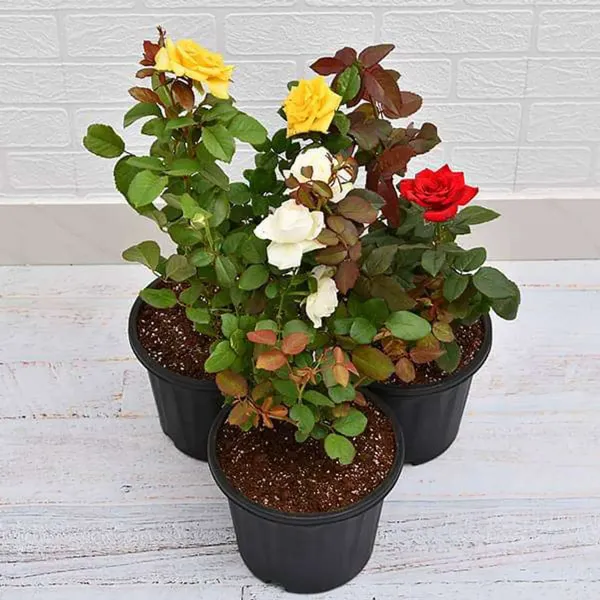 Rose_Flower_Plant_Combo_Pack_Of_3