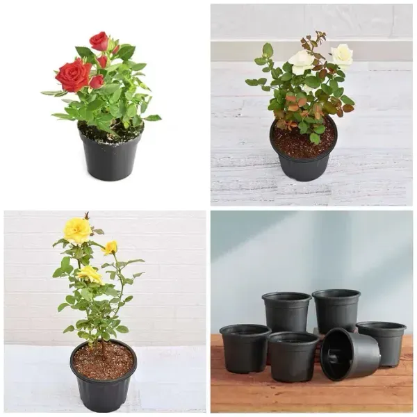 Rose_Flower_Plant_Combo_Pack_Of_3
