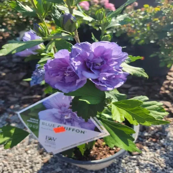 Blue_Berry_Hibiscus_Flower_Plants