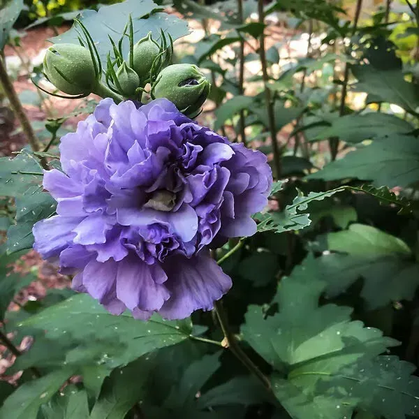 Blue_Berry_Hibiscus_Flower_Plants