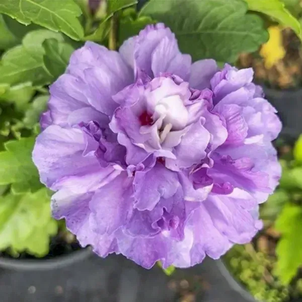 Blue_Berry_Hibiscus_Flower_Plants