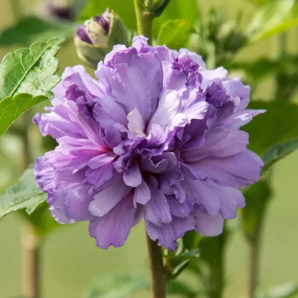 Blue_Berry_Hibiscus_Flower_Plants