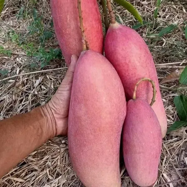 Chiang_Mai_Mango_Fruit_Plant_For_Home_Garden