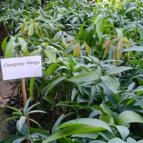 Chiang_Mai_Mango_Fruit_Plant_For_Home_Garden