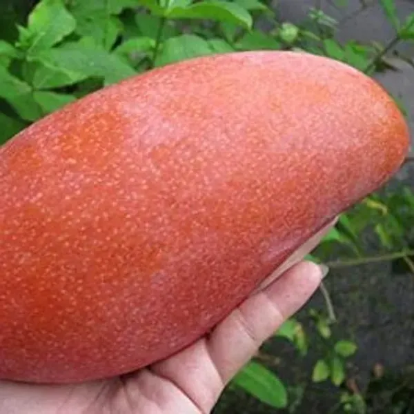 Chiang_Mai_Mango_Fruit_Plant_For_Home_Garden