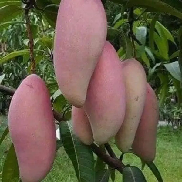 Chiang_Mai_Mango_Fruit_Plant_For_Home_Garden