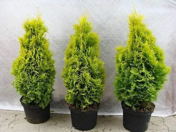 Golden_Oriental_Arbor_Vitae_Plant