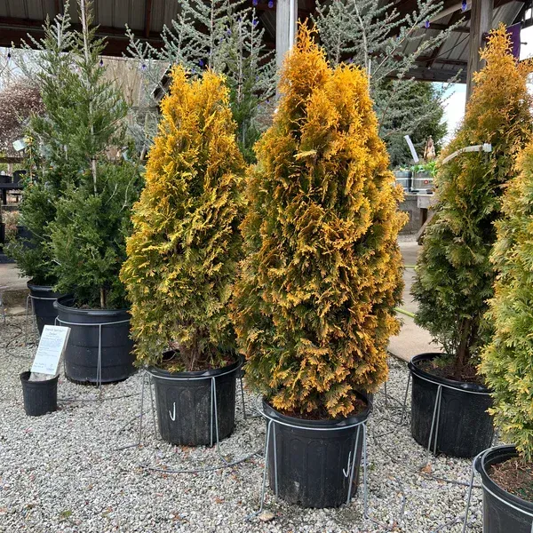 Golden_Oriental_Arbor_Vitae_Plant