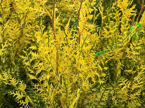 Golden_Oriental_Arbor_Vitae_Plant