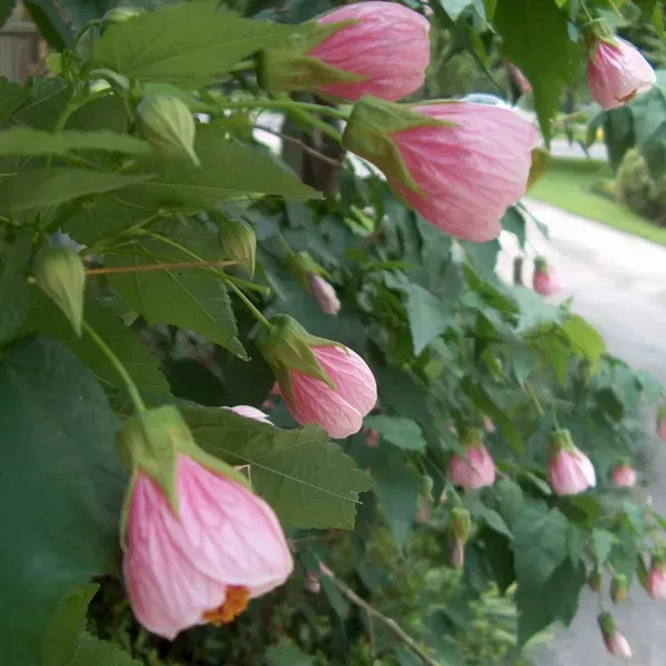 Pink_Lantern_Hibiscus_Flower_Plant
