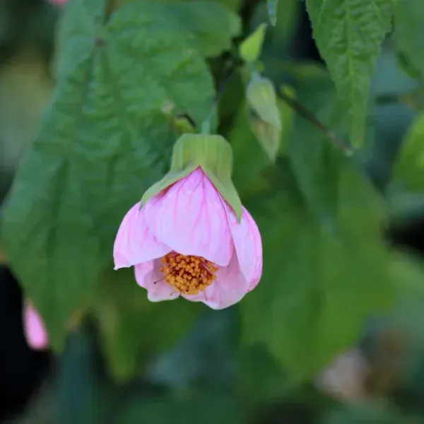 Pink_Lantern_Hibiscus_Flower_Plant